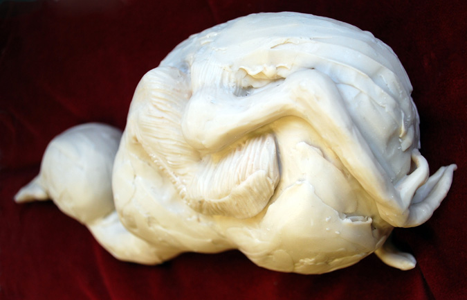 Completed wax model of dead bird